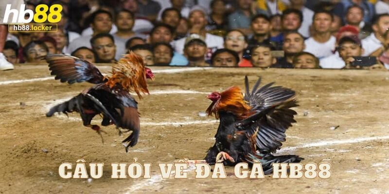 Đá gà HB88: Web chơi đá gà trực tuyến siêu hot 2025 5 Cùng HB88 trả lời chi tiết câu hỏi của người chơi